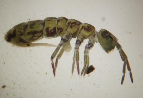 Isotomurus maculatus